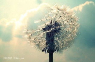 随风飘散的蒲公英