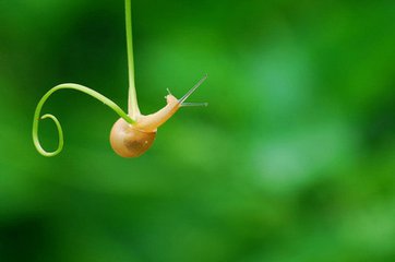 不会飞翔的蜗牛